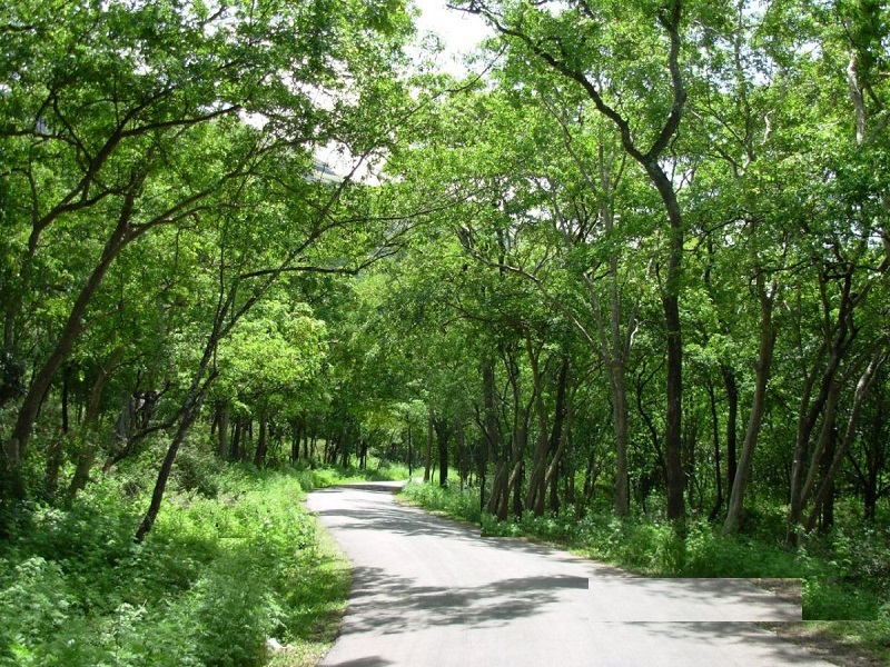Marayoor Sandal wood Forest