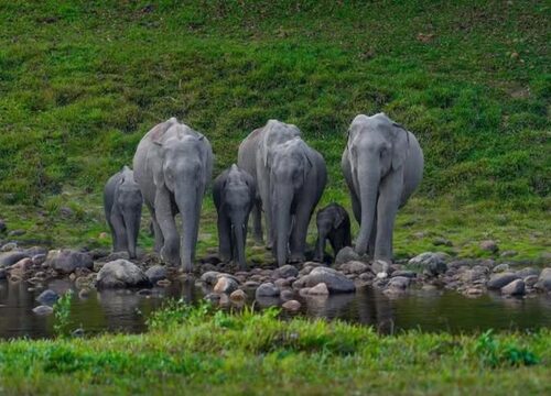 Anakulam Direction (Jeep-Safari)